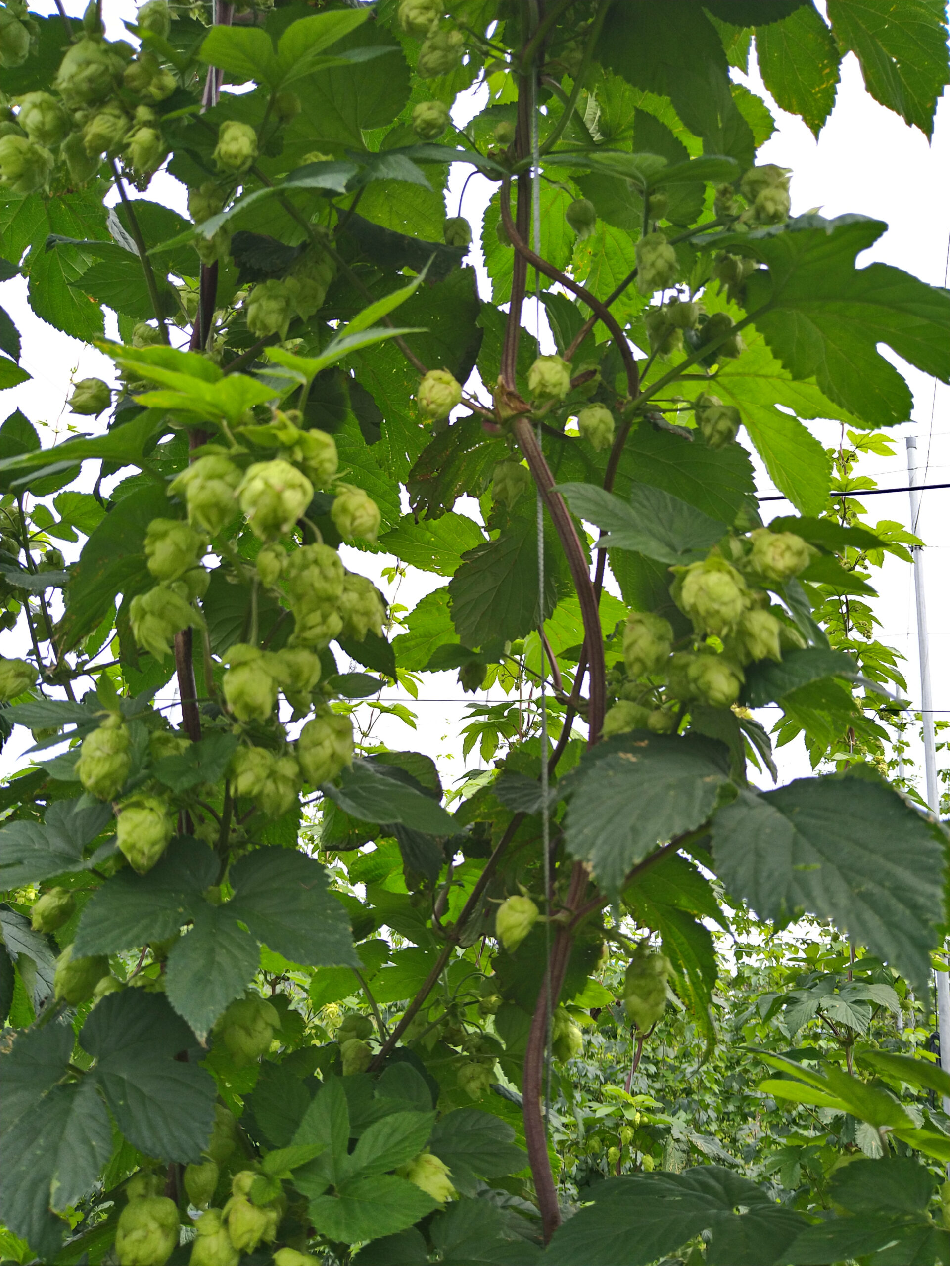 ほっぷ・ホップ・hop 京都与謝野ホップ生産者組合